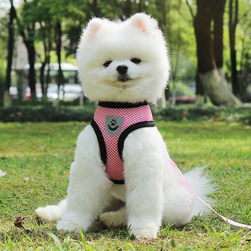 Pet Car Seat Belt – Safe Travel Leash for Dogs